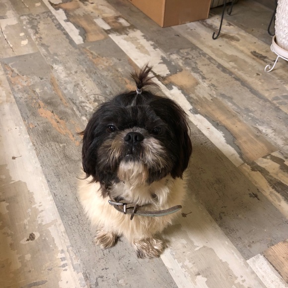 Meet your Posher, Brooklyn - Picture 3 of 5